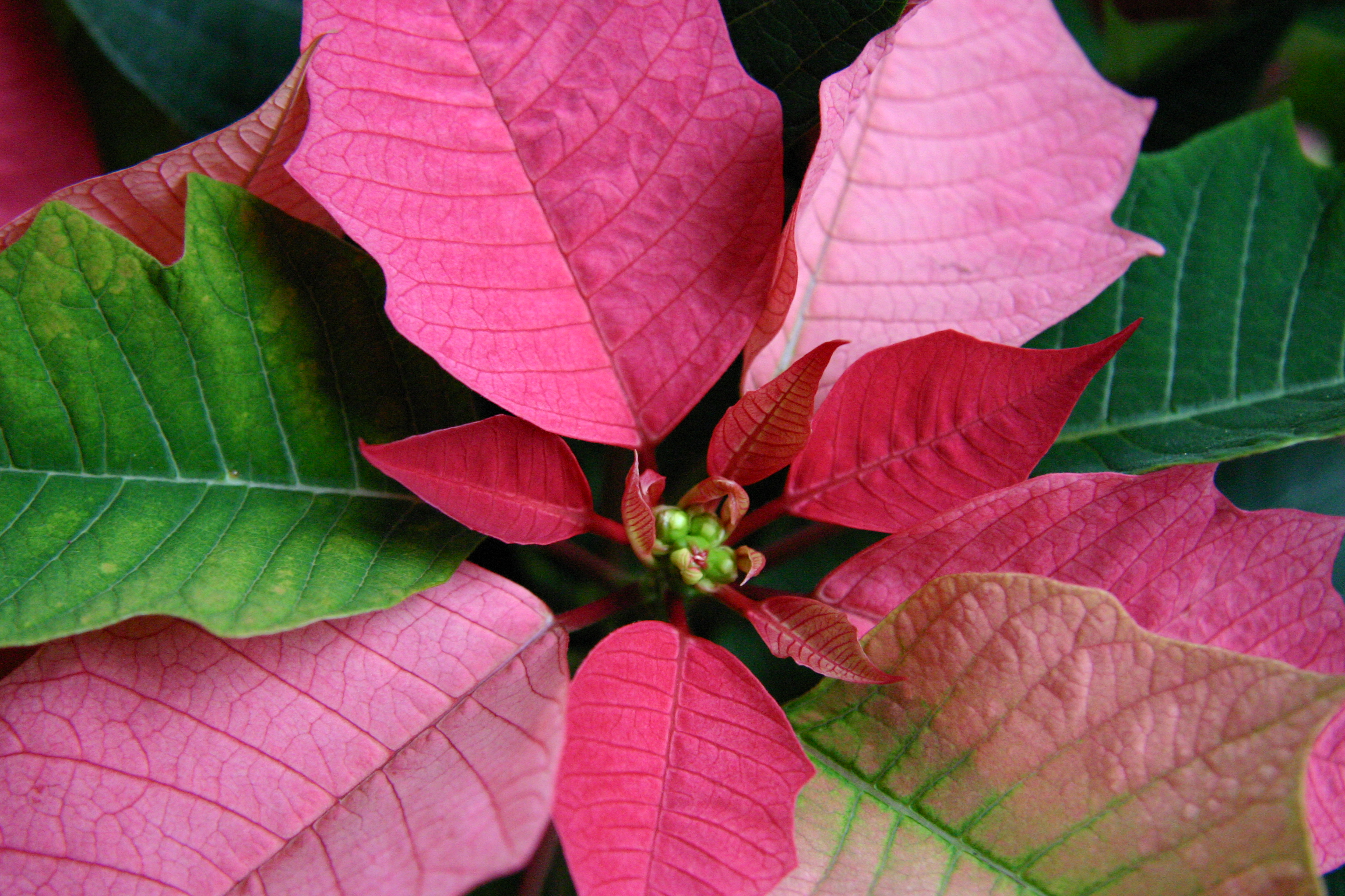 RANDOM POINSETTIA ATTACK!