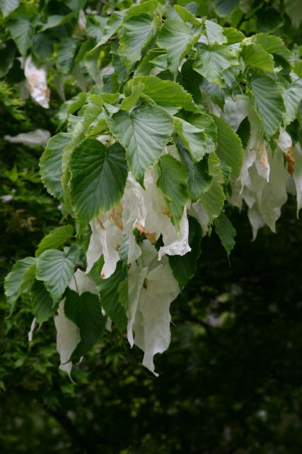 Handkerchief Tree