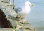 Spotted on the harbour wall!