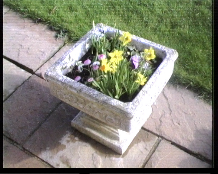 Planter outside the kitchen