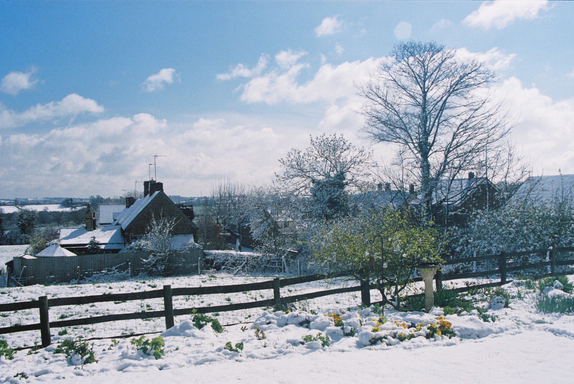 Back garden